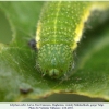 libythea celtis larva e